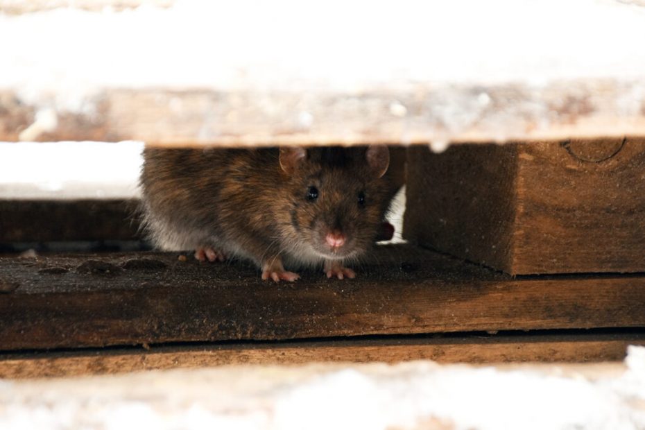 Waspada! Bahaya Tersembunyi Tikus di Plafon yang Bisa Mengancam Keluarga Anda