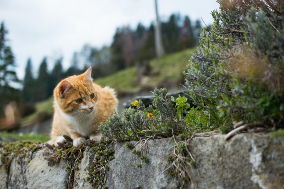 Kenapa Kucing Sering Menghilang dari Rumah