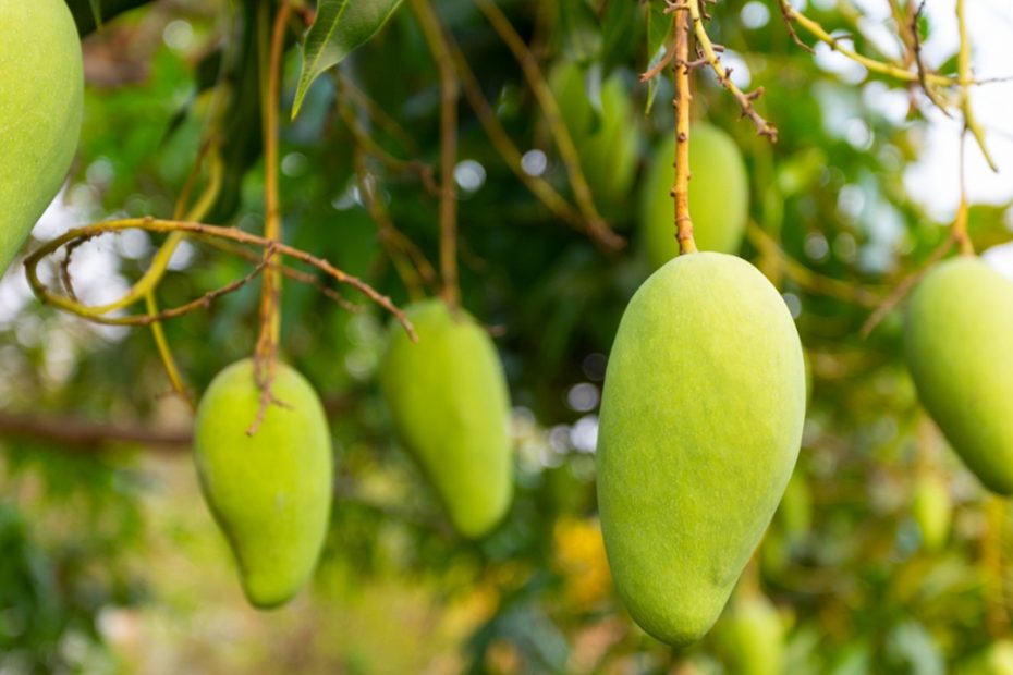 manfaat mangga