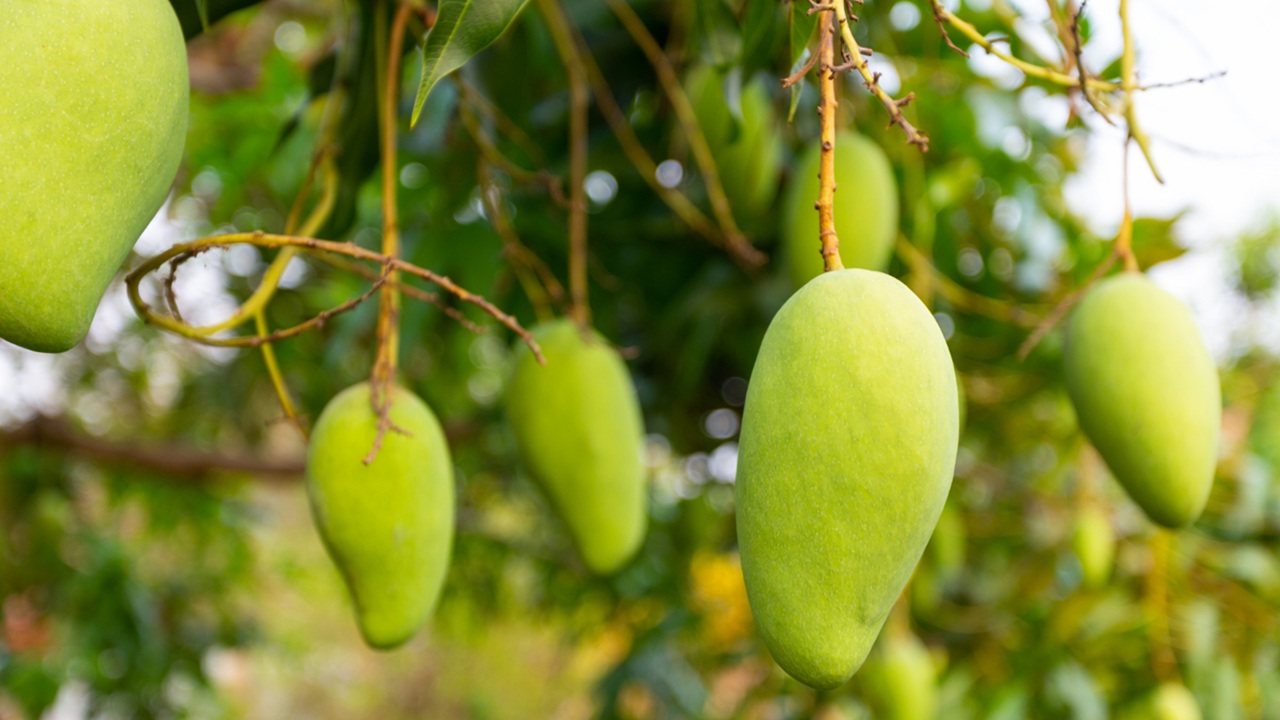 manfaat mangga