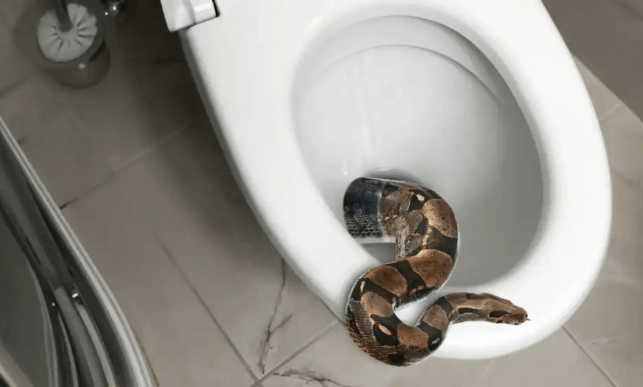 Tanda Ular Bersembunyi di Lubang WC