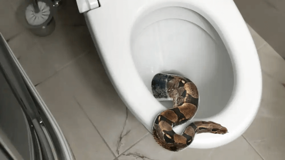 Tanda Ular Bersembunyi di Lubang WC