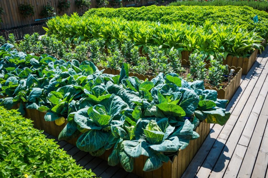 Jenis tanaman cepat panen