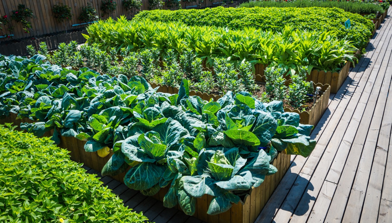 Jenis tanaman cepat panen