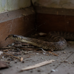 7 Mitos Ular Masuk Rumah, Tanda Keberuntungan atau Bahaya?