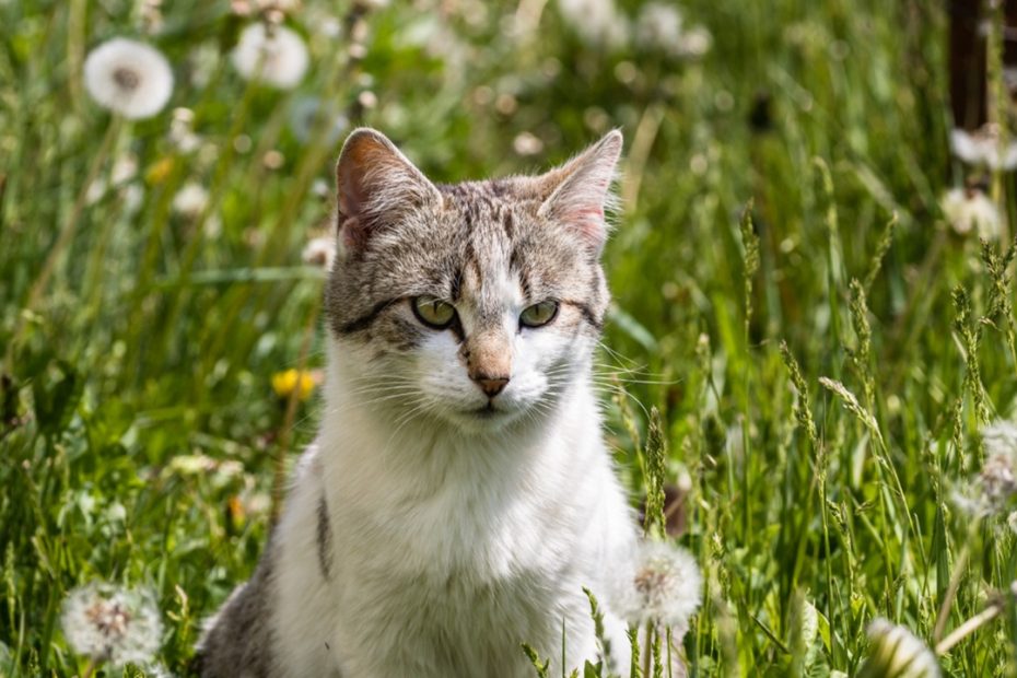 Tanaman Pengusir Kucing