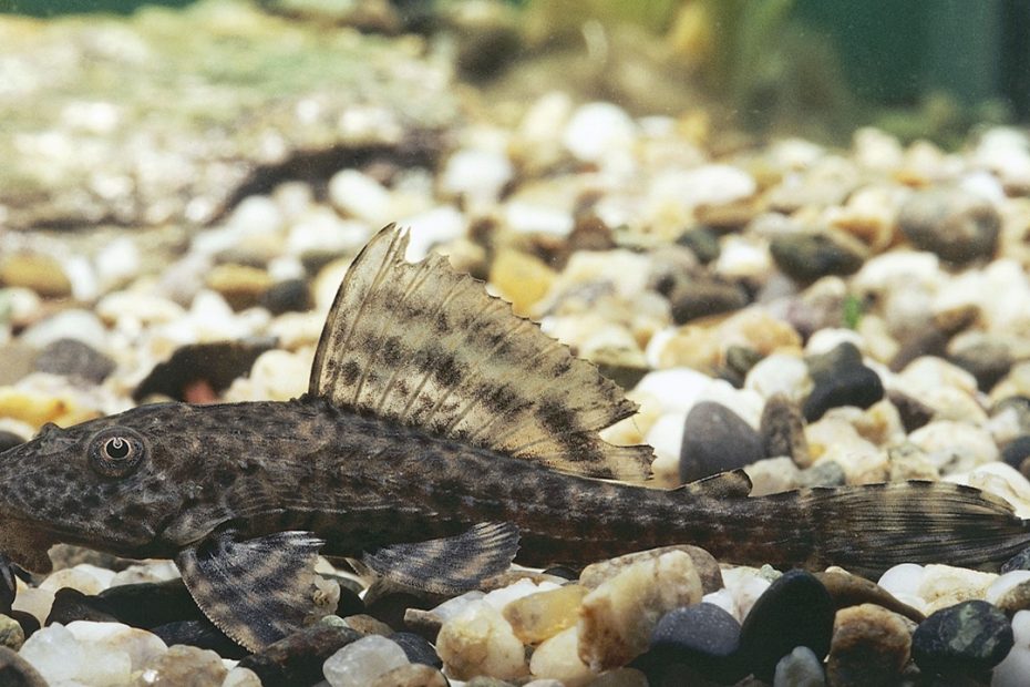 Apakah Ikan Sapu-Sapu Bisa Dimakan