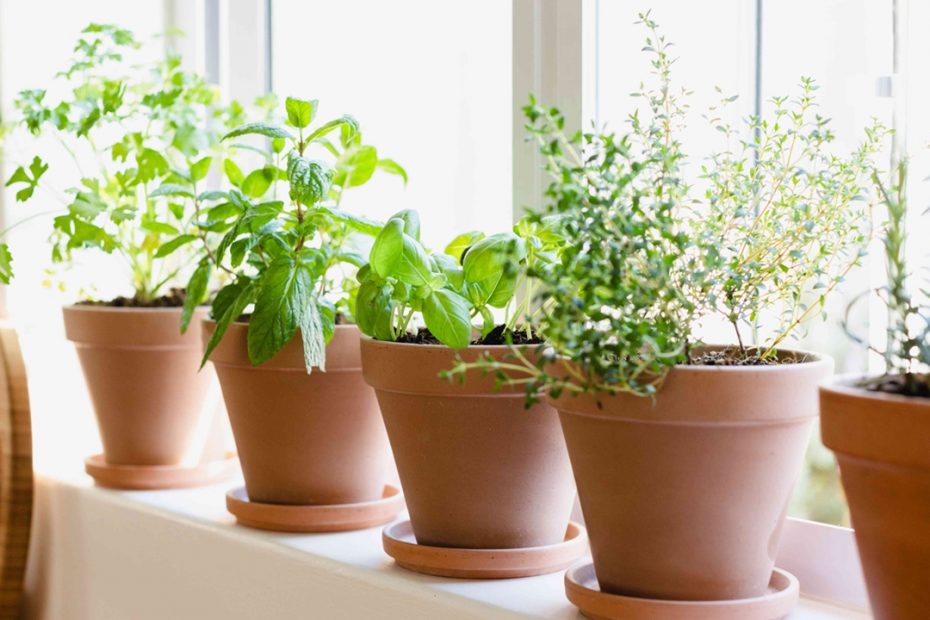 10 Tanaman Obat yang Sebaiknya Ada di Rumah, Solusi Sehat dari Pekarangan Sendiri