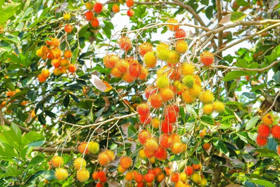 Tips agar Pohon Rambutan Berbuah Lebat