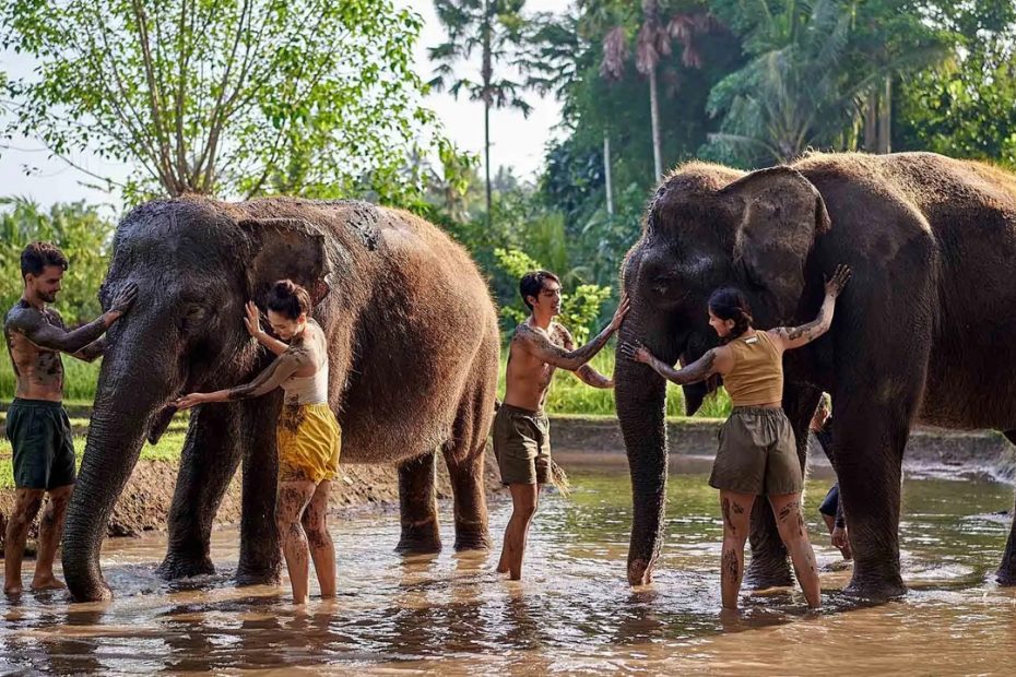 Bali Zoo Resmi Hentikan Elephant Riding