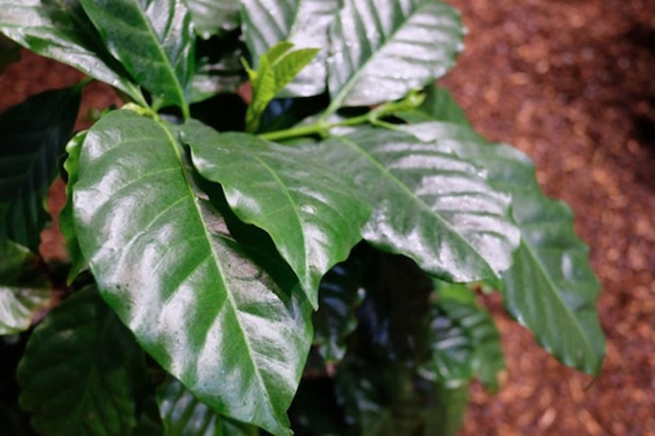 Manfaat Daun Kopi untuk Kesehatan